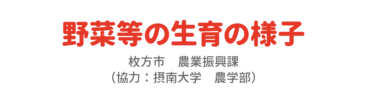 野菜等の生育の様子　枚方市　
農業振興課（協力：摂南大学農学部）